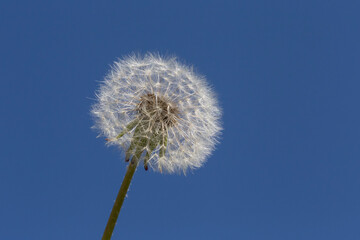 white dandelion flower against blue sky