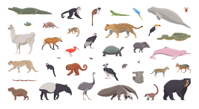 Flat set of south american animals. Isolated animals on white background. Vector illustration