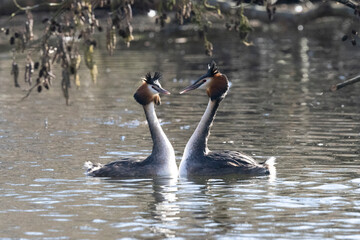 Haubentaucher (Podiceps cristatus)