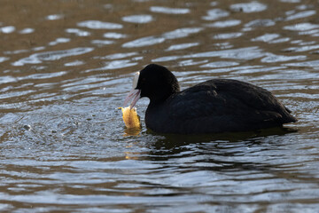 Blässhuhn (Fulica atra)
