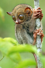 tarsier, a tarsier in a wooden tree