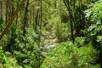 Fototapeta na wymiar River passing between pine trees, in the Sierra de Cazorla, Segura y Las Villas Natural Park. Declared a Biosphere Reserve by UNESCO. Located in the province of Jaen, Andalusia, Spain