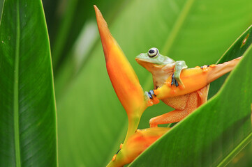 Javan tree frog, Frog, Tree Frog, Flying Frog,