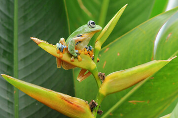 Javan tree frog, Frog, Tree Frog, Flying Frog,