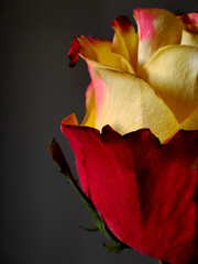 Yellow-red rose on a gray background