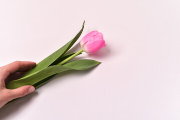 Hand holding pink tulip flower with green leaves