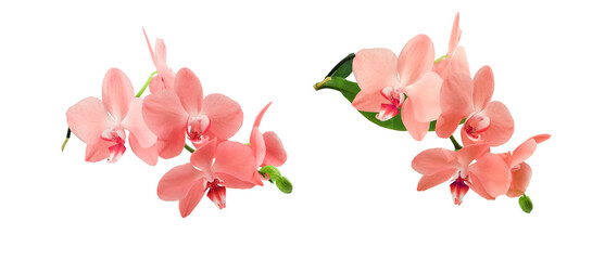 Orchid sprigs with  flowers of the color coral and buds isolated on a transparent background. - obrazy, fototapety, plakaty
