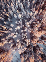 Drone, topdown winter forest. Frost on the window