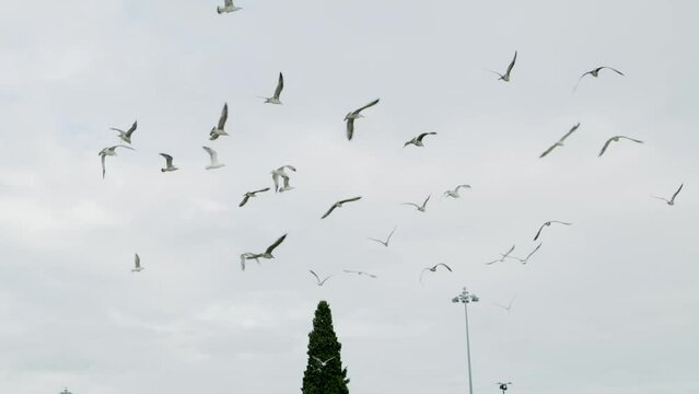 a flock of seagulls flying in nice weather