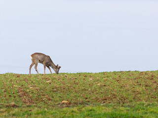 Roe Deer Eating