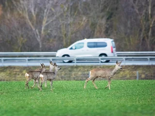 Raamstickers Roe deer and the danger of traffic © Ewald Fröch