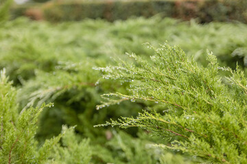 A green enviorment filled with pine trees