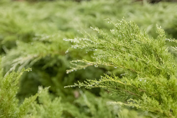 A green enviorment filled with pine trees