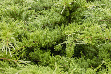 A green enviorment filled with pine trees