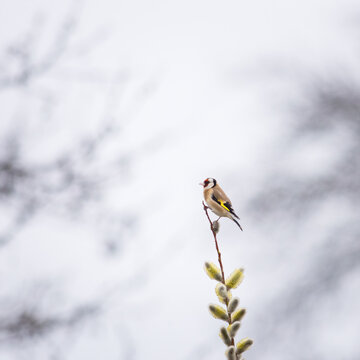 Goldfinch perched on a willow stick