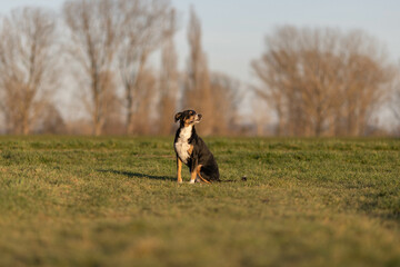 dog posing outdoors in spring, appenzeller sennenhund
