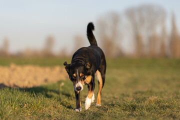 Naklejka na ściany i meble Cute appenzeller sennenhund dog running at the meadow on early spring