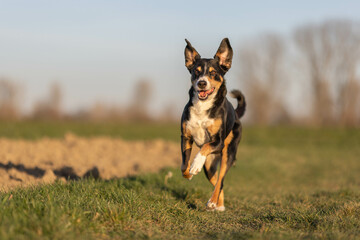 Naklejka na ściany i meble Happy dog run in the park, appenzeller sennenhund