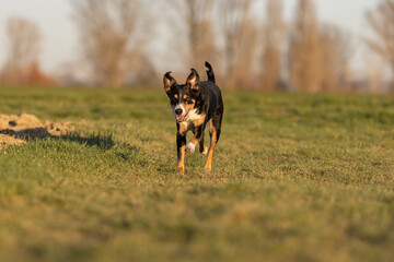 Cute appenzeller sennenhund dog running at the meadow on early spring