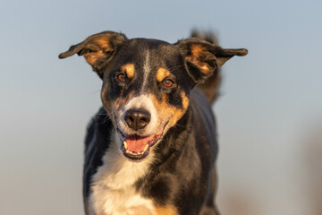 Appenzeller Sennenhund dog outdoor portrait with big smile