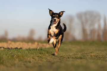 Cute appenzeller sennenhund dog running at the meadow on early spring