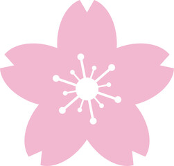 Beautiful pink Sakura Cherry Blossom illustration.