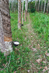 Rubber tree and bowl filled with latex