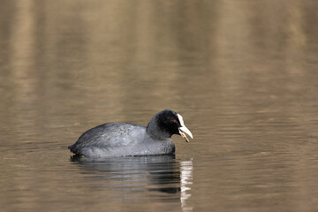Haubentaucher (Podiceps cristatus)
