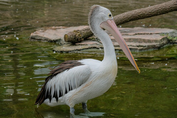 pelican on the pond
