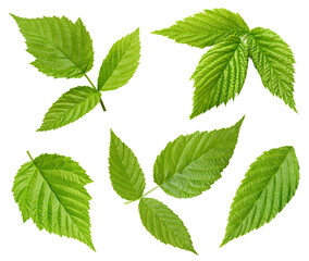 Raspberry leaf isolated on white background