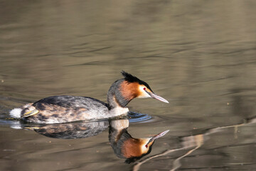 Haubentaucher (Podiceps cristatus)