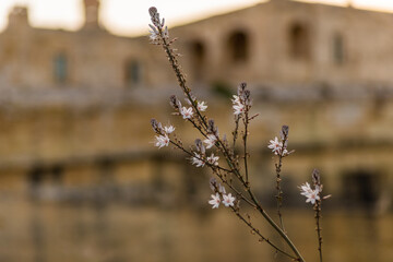 Winter flowers on Malta island, Europe