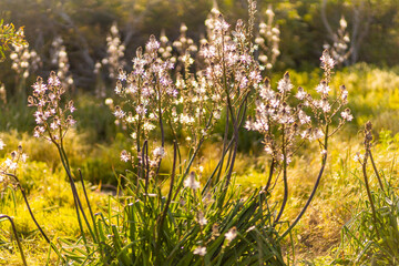 Obraz premium Winter flowers on Malta island, Europe