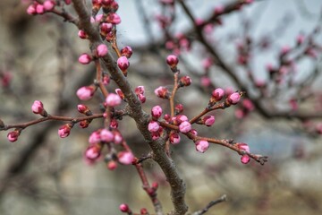 Spring unopened sakura buds. Pink buds. 