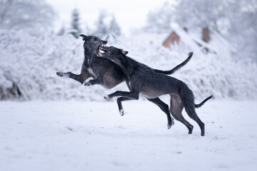 Zwei Windhunde spielen im Schnee