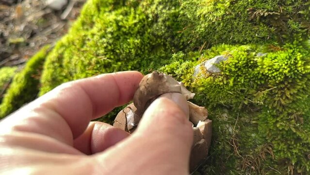 poisonous type manna in mountainous and forested areas