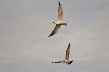 Seagulls in Fight Flight Over Fresh Catch at Donnelley WMA Green Pond SC 
