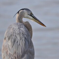 Great Blue Heron in all it''s splendor at Donnelley Wildlife Management Area Green Pond South Carolina SC