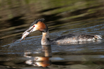 Haubentaucher (Podiceps cristatus)