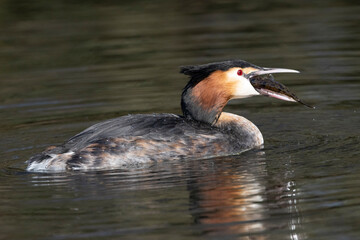 Haubentaucher (Podiceps cristatus)