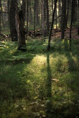 path in the forest