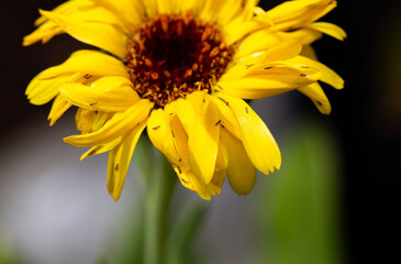 Selective focus  macro shot of tiny bugs crawling on a small yellow flower