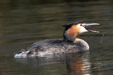 Haubentaucher (Podiceps cristatus)