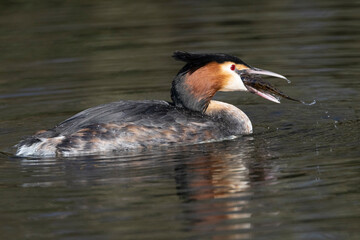 Haubentaucher (Podiceps cristatus)