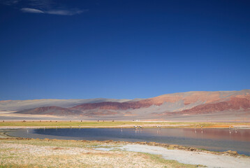 The Carachi Pampa lagoon, biosphere reserve, Argentina