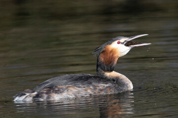 Haubentaucher (Podiceps cristatus)