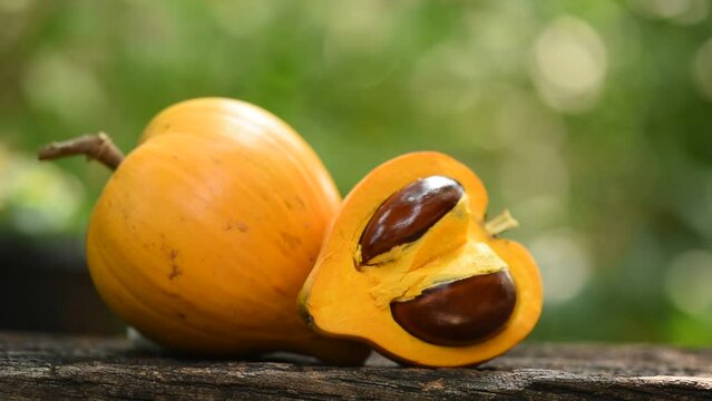 Canistel or Pouteria campechiana fruits on nature background.
