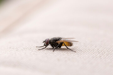 close-up macro shot of a house fly outdoors 