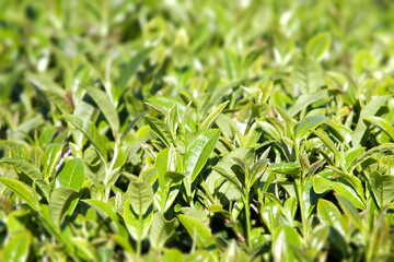 Soft tea leaves in the morning light. Blurred background, selective focus 