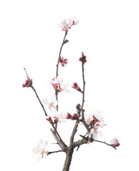 Branch with white flowers of Apricot  isolated on white background. Selective focus